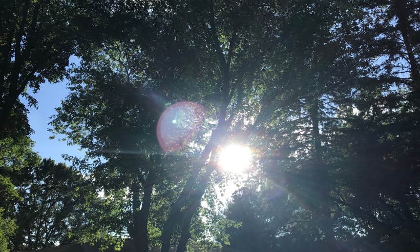 Linda Kussman - filtered through trees