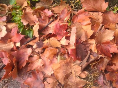 img_20190930_115126259-1