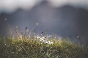 Edelweiss flower in grass